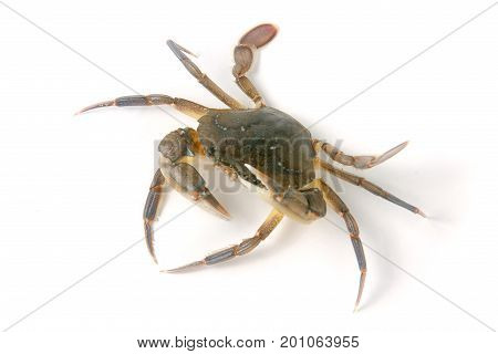 edible alive crab isolated on a white background.