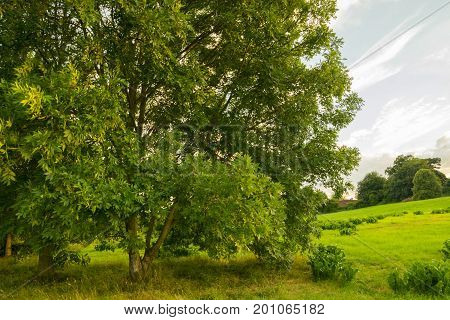 Big Lovery Green tree on blue sky