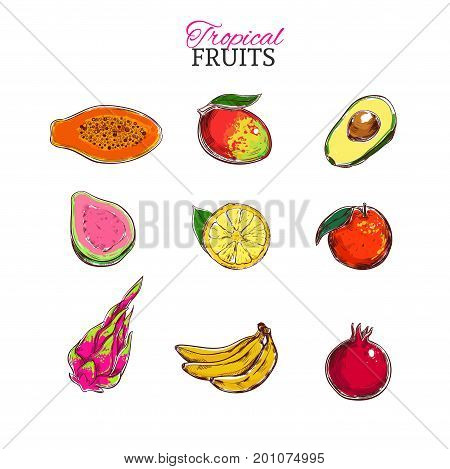Tropical fruits vector hand drawn colorful set. Papaya Mango Avocado Guava Lime Dragonfruit Banana Pomegranate fruit Orange. Isolated objects