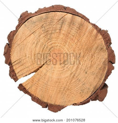 Wood log slice cutted tree trunk isolated on white, top view.