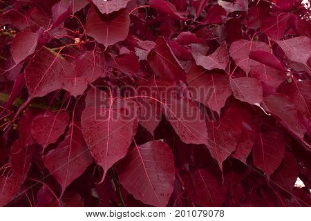 Special Red Color Bodhi Red Leaf bodhi tree or Peepal Leaf