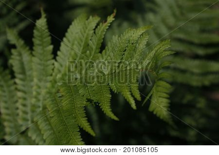 beautiful green fern in late evening in wood