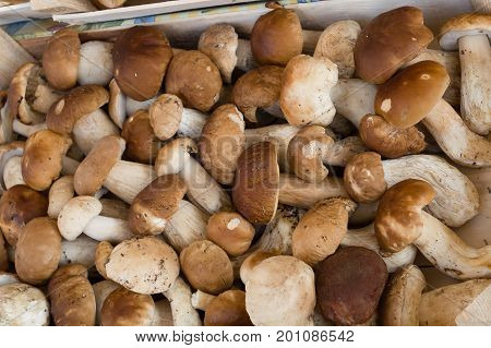 Fresh porcini mushrooms (boletus edulis) in the boxes at the local fermers market ready to sale