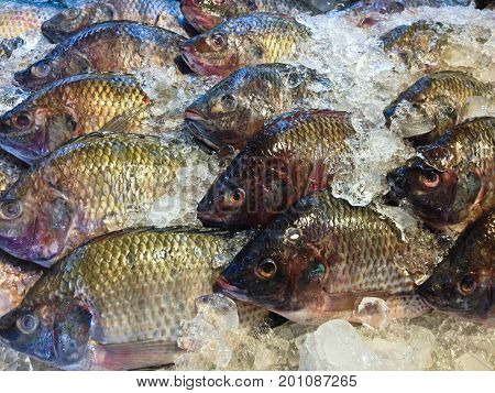 Fresh nile tilapia fish or mango fish or Oreochromis niloticus on iced stall in market place