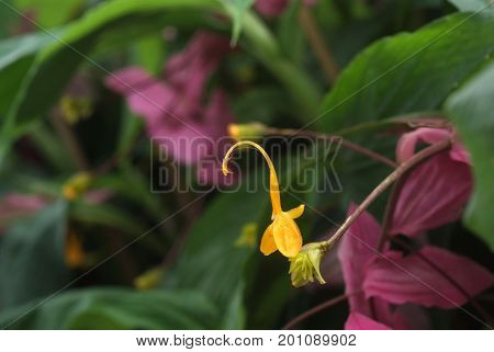 Yellow globba flowers blooming in the garden are shaped like a swan