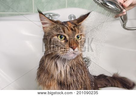 Wet cat. Bathing a cat in a bathtub