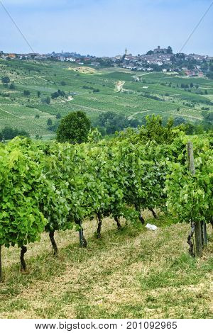 Rural landscape at summertime along the road from Ganaghello to Vicobarone (Piacenza Emilia Romagna Italy) in the Tidone valley. Vineyards and view of Rovescala
