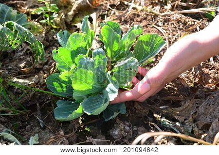 pick cabbage offshoot leafy green buds resembles miniature cabbages that offshoot from a single thick stalk is an interesting vegetable
