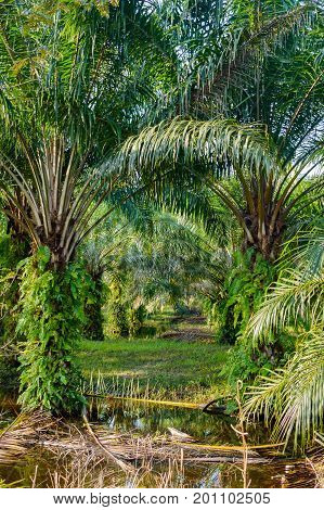 Palm Oil Plantation In Asia. Rural Thailand