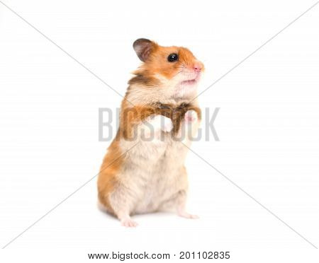 Cute Syrian hamster standing on its hind legs (isolated on white selective focus on the hamster nose and whiskers)
