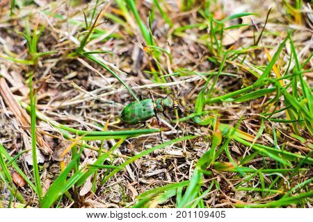 A stealthy green beetle on grass in a forest in spring.
