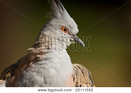 Piccione alibronzate crestato