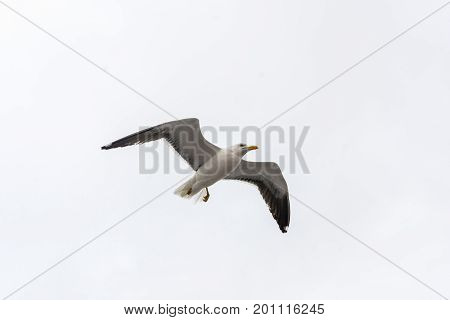 Flying Gull On A Background Of White-grey Sky.