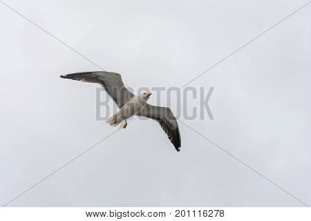 Flying Gull On A Background Of White-grey Sky.