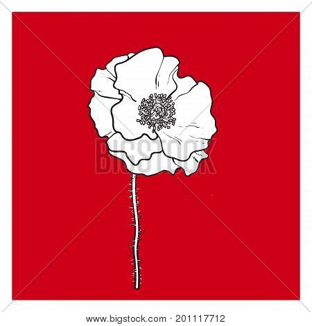 Vector black and white poppy flower blooming. Isolated illustration on a red background. Realistic hand drawn blossom with stem.