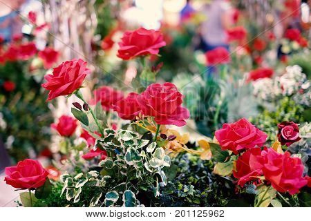 Beautiful red roses blooming in the garden for background or texture Valentine's Day.