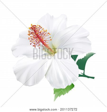 Hibiscus.
Hand drawn vector illustration of a large white tropical flower on transparent background.