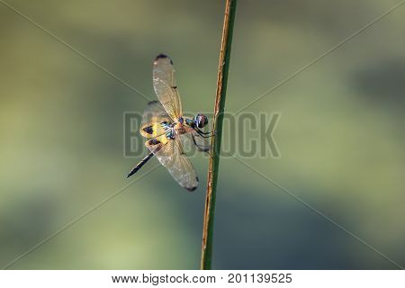 Dragonfly resting on a branch. Rhyothemis phyllis phyllis