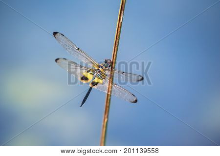 Dragonfly resting on a branch. Rhyothemis phyllis phyllis