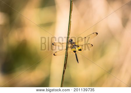 Dragonfly resting on a branch. Rhyothemis phyllis phyllis