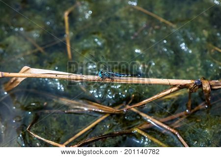 A dragonfly resting on a branch. Acisoma panorpoides
