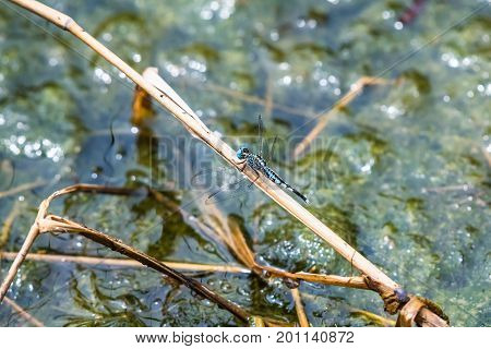 A dragonfly resting on a branch. Acisoma panorpoides