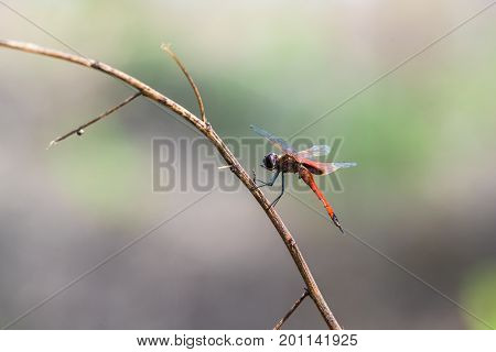 A dragonfly resting on a branch. Tramea transmariana