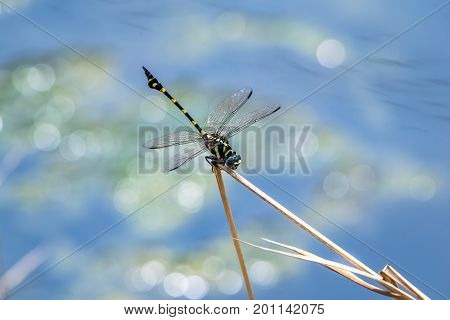 A dragonfly resting on a branch. Ictinogomphus decoratus