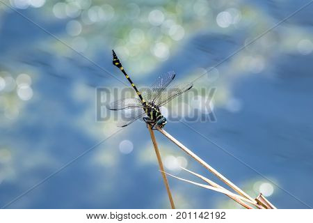 A dragonfly resting on a branch. Ictinogomphus decoratus
