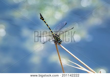 A dragonfly resting on a branch. Ictinogomphus decoratus
