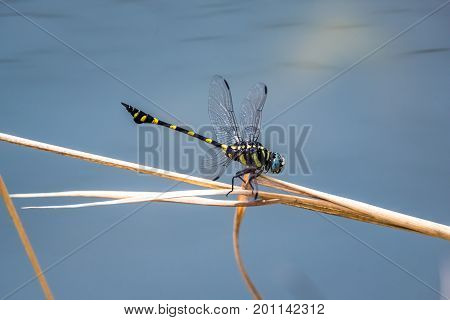 A dragonfly resting on a branch. Ictinogomphus decoratus