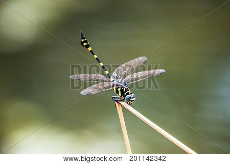 A dragonfly resting on a branch. Ictinogomphus decoratus