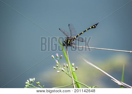 A dragonfly resting on a branch. Ictinogomphus decoratus