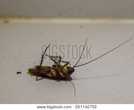 Close up of cockroach dead on the ground with dim light in the room. Cockroaches is carriers of disease.