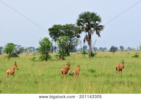 Lelwel Hartebeest Antelopes, Uganda