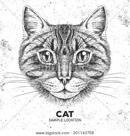 Hipster Animal Cat. Hand Drawing Muzzle Of Animal Cat