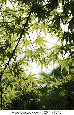 Green new maple leaves in the background of sky