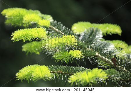 New pine leaves in Spring, in Kew Gardens, London