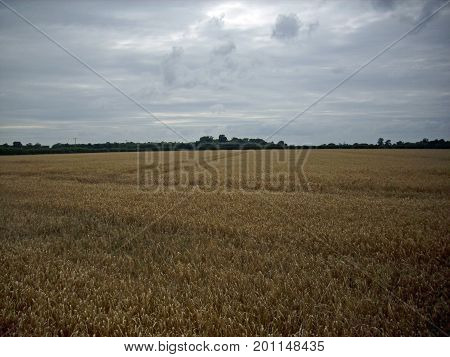 Cereal Field Near Harvest