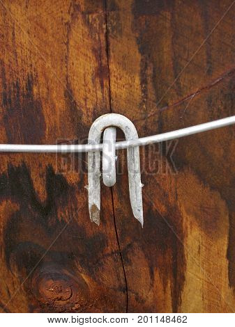 Fencing Staple Close Up