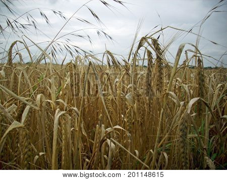 Field Of Wheat