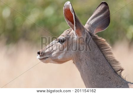Close-up of a greater kudu cow Tragelaphus strepsiceros in North-Western Namibia