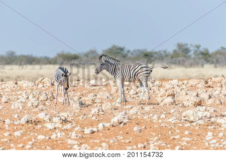 Two Burchells zebra foals Equus quagga burchellii in a red sand and calcrete rock field. One zebra is pooing