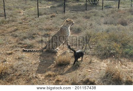 a cheetah tolerating a domestic cat to come close