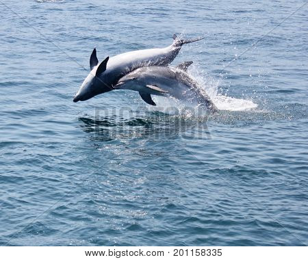 Two bottlenose dolphins breaching strait of Gibraltar