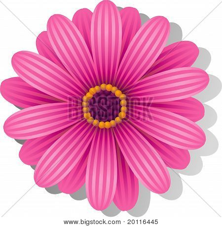 Krásné růžové Gerber Daisy