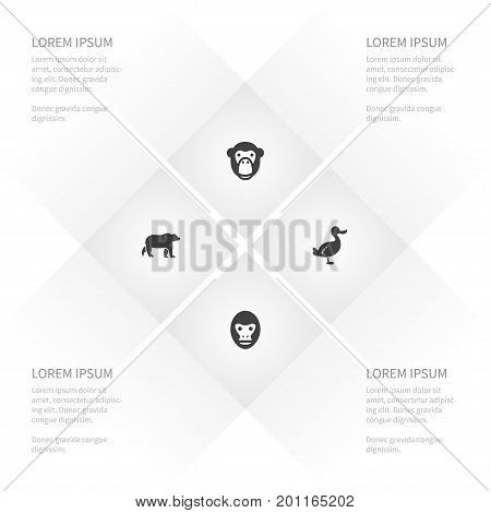 Icon Nature Set Of Monkey, Baboon, Canard And Other Vector Objects