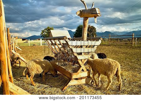Interesting sheep cratch.  Feeding sheep. Animals concept.