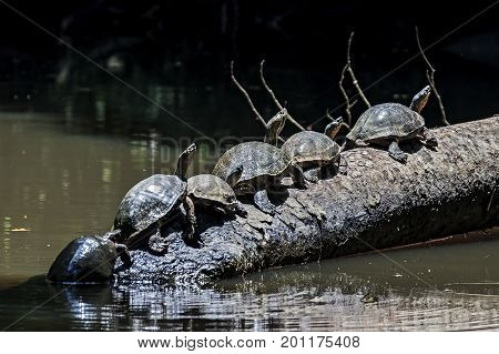 Turtles in line on a tree trunk at Tortuguero National Park
