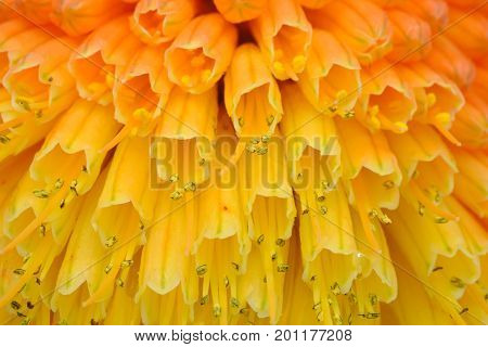 Macro View of Kniphofia Bengal Fire showing natural pattern with vibrant colors